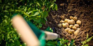 Дачники розповіли, чому бадилля картоплі жовтіє 