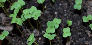 Як зробити землю пухкою та родючою