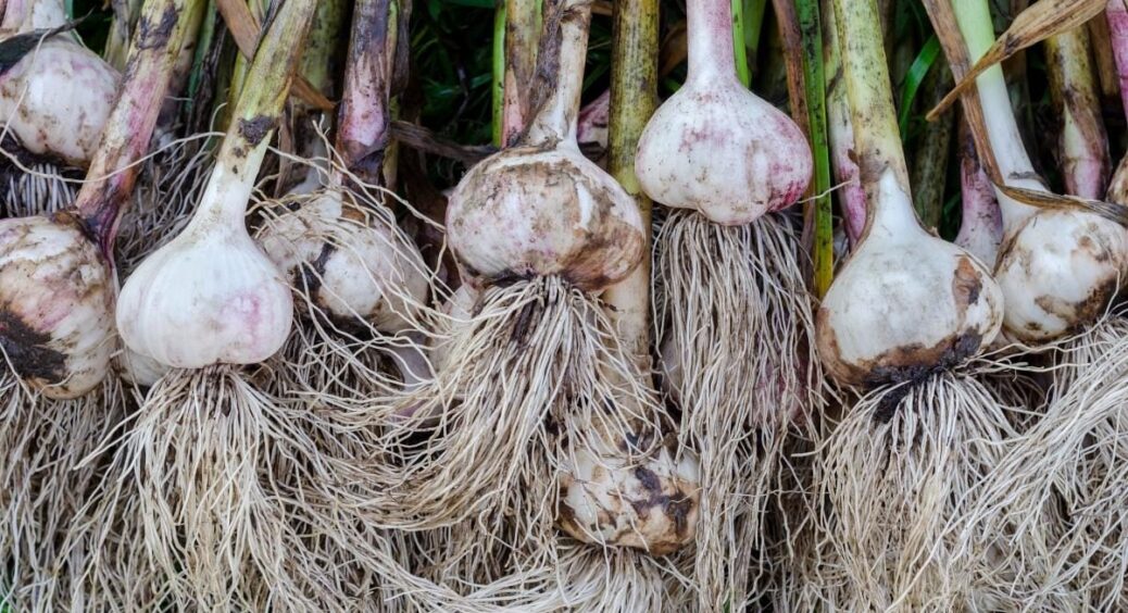 Озимий часник і цибулю саджаю тільки в ці дати: список сприятливих днів для врожаю у жовтні 2023 