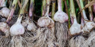 Чим краще не підживлювати озимий часник 