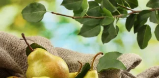 Експерти розповіли, як закласти потенціал родючості груші восени