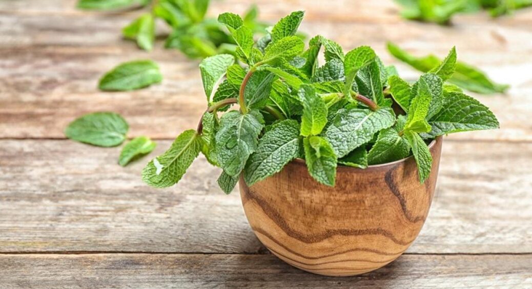 Яку м’яту слід вирощувати вдома для здоров’я, краси та приємного аромату на кухні: поради досвідчених 