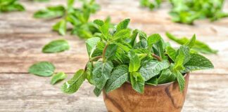 Господар розповів, які сорти м'яти можна вирощувати вдома