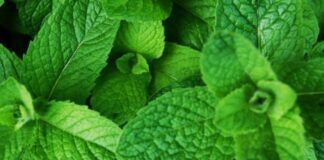 В чому користь мʼяти та меліси на городі 