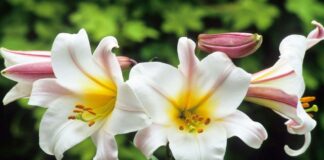 Вирощування лілії: посадка і догляд