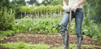 Експерти розповіли секрети догляду за городом у вересні