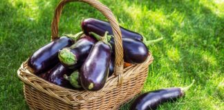 Експерти розповіли, яка має бути відстань між лунками баклажанів для врожайності