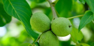 Городник розповів, як листя горіха можна перетворити на добриво