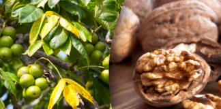 Городник поділився рецептом добрива з листя горіху