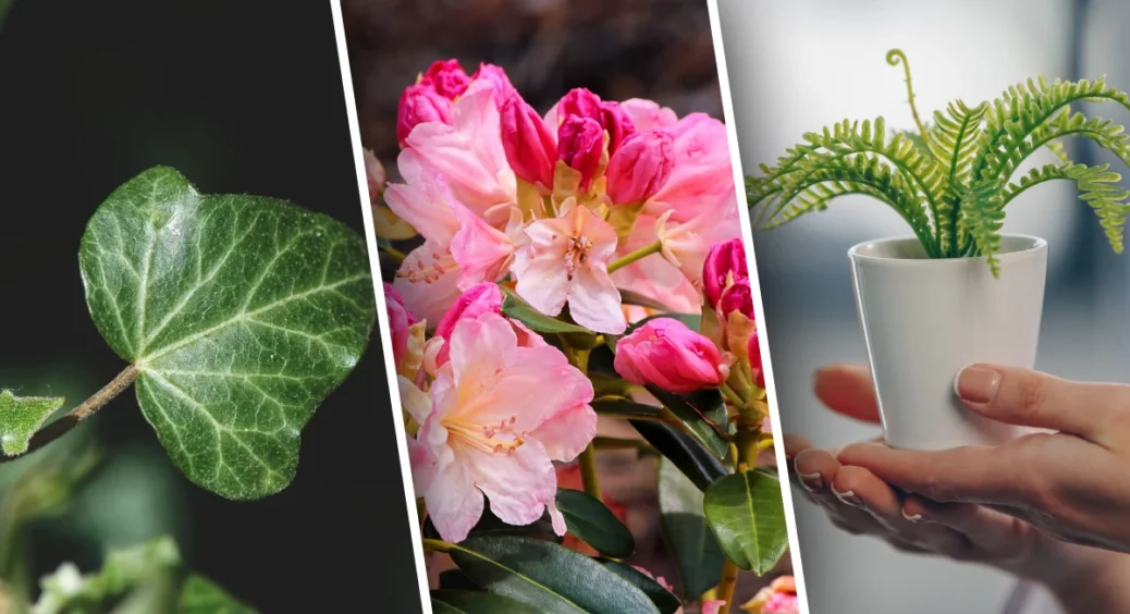 Позбавилася від плісняви і грибка без хімії: рослини, які знижують вологість в будинку. Гарно і корисно 