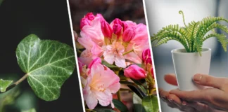 Садівник назвав рослину, яка знижує вологість вдома