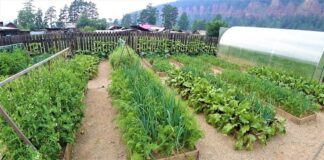 Як прикрасити свою ділянку: прості поради 