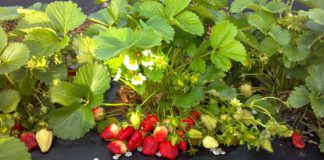 Садівник розповів 3 головних правила догляду за суницею у вересні