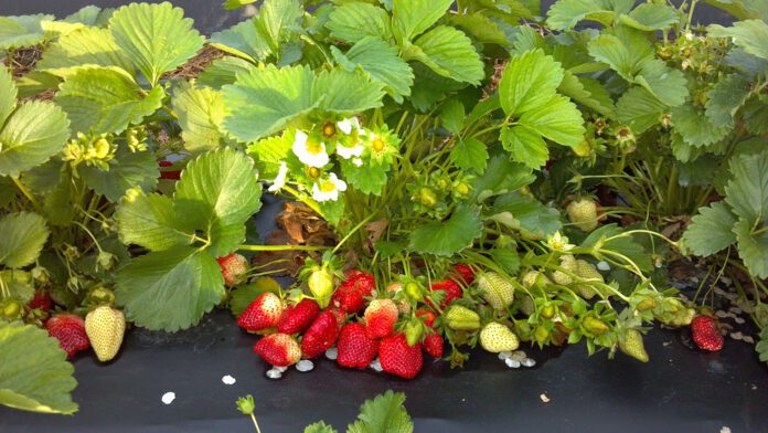 Садівник розповів 3 головних правила догляду за суницею у вересні