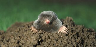 Городник розповів, як гуманно можна вигнати кротів