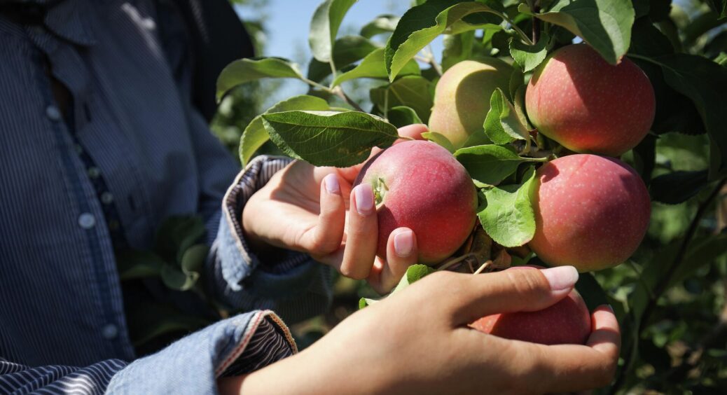 Підслухала в черзі на базарі, навіщо весною обрізати яблуню до стовбура: користь колосальна, але неочевидна 