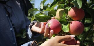 Садівники розповіли, для чого обрізати яблуні до стовбура