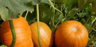 Дачники розповіли, чому врожай гарбуза може гнити на городі