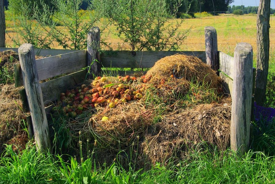 Найпопулярнішим і найефективнішим органічним добривом для огірків є компост