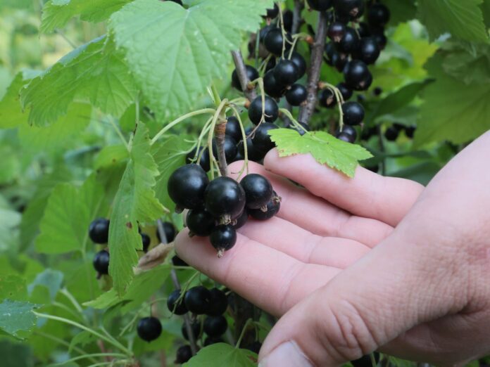 Що обов'язково потрібно зробити восени зі смородиною