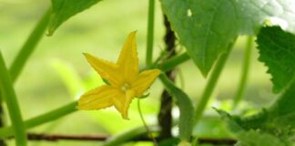 Що робити, щоб не було пустоцвіту на огірках