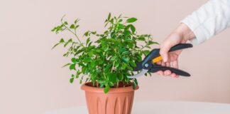 Городник розповів, чому варто готувати домашні квіти до зими