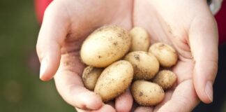 Експерти назвали найродючіший сорт домашньої картоплі