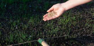 Експерти розповіли, що можна посадити на городі в листопаді