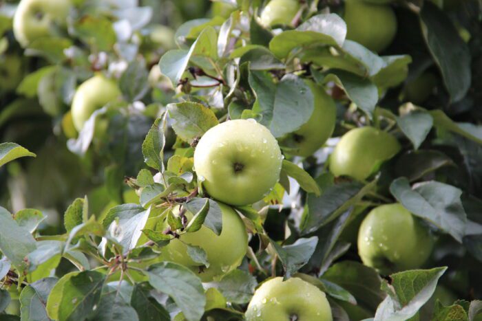 Як правильно підрізати яблуню для того, щоб вона довше давала врожай