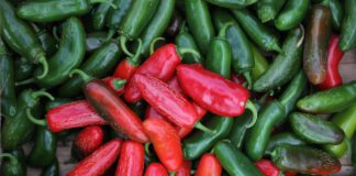 Аграрій назвав найбільш урожайний сорт перцю