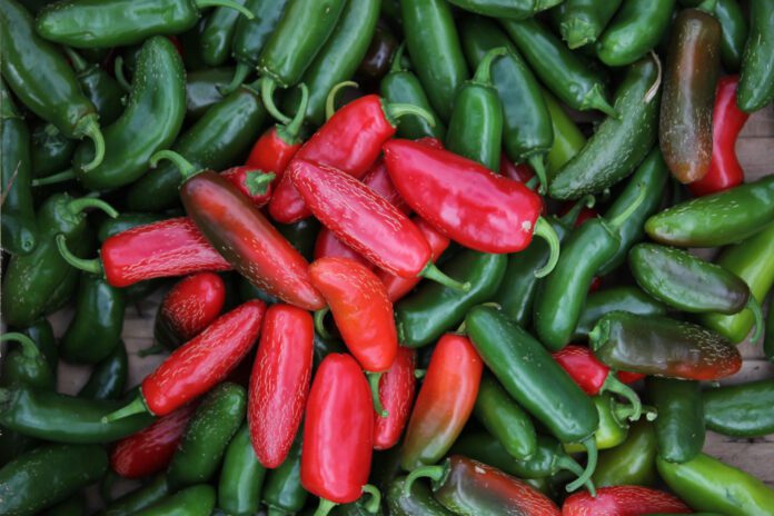 Аграрій назвав найбільш урожайний сорт перцю Аграрій назвав найбільш урожайний сорт перцю