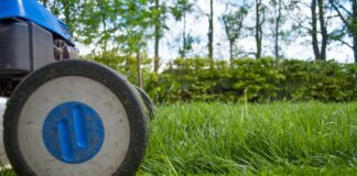 Як виростити ідеальний зелений газон на ділянці