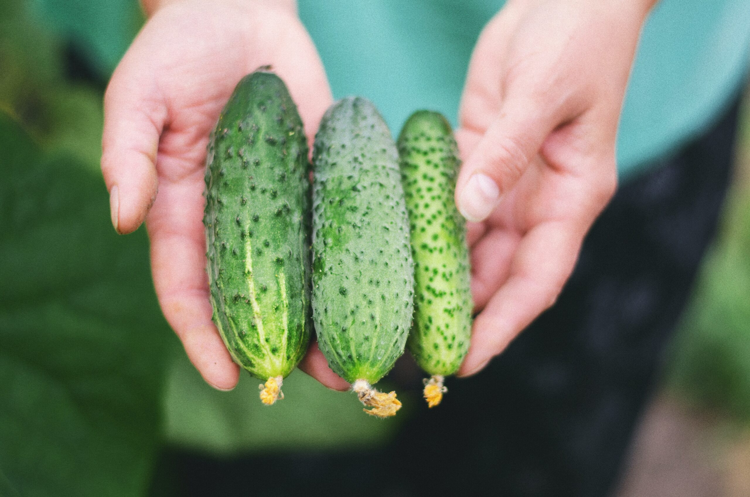 Як правильно збирати та зберігати насіння огірків