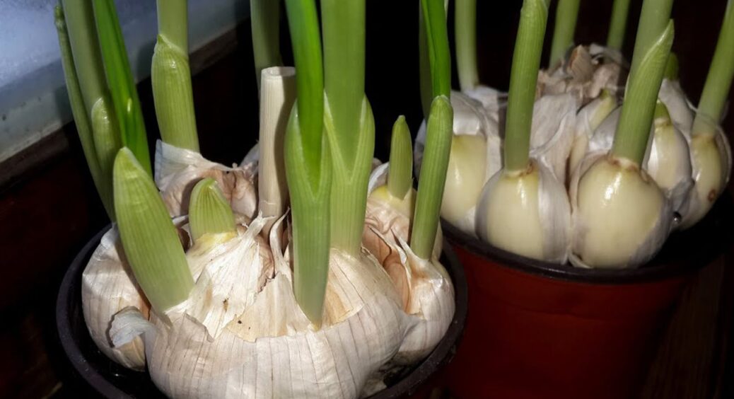 Часник проріс у січні – не чіпаю його, поки не підмерзне ґрунт: 1 помилка може вбити весь врожай 