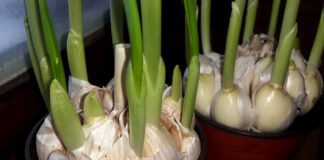 Городники розповіли, що робити, якщо зимою проріс часник