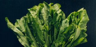 Кухар розповів, для чого вирощувати щавель на підвіконні 