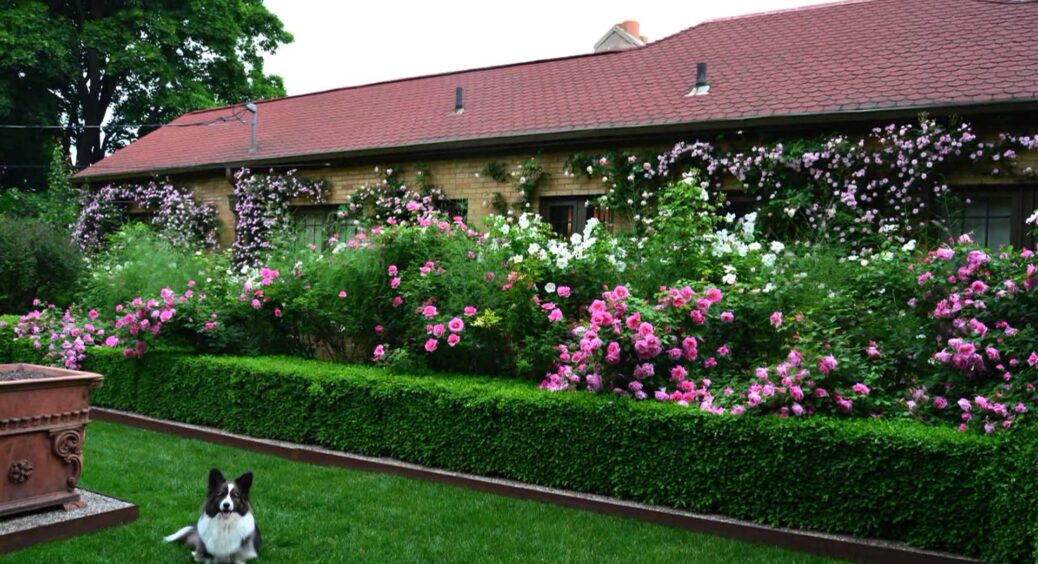 Вічнозелені рослини для огорожі: ТОП-5 сортів, які ростуть швидко і оживляють присадибну ділянку 