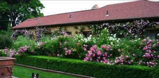 Садівник назвав найкращі рослини для висаджування замість огорожі