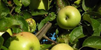 Як зрозуміти, що стару яблуню в саду пора спилювати 