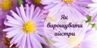 Садівник назвав точний період для висадки айстр