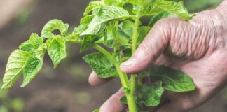 Як застосувати картопляне бадилля під час боротьби з попелицею 