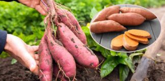 Експерти розповіли, як легко виростити вдома батат