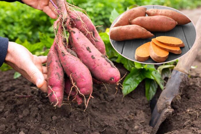 Експерти розповіли, як легко виростити вдома батат Експерти розповіли, як легко виростити вдома батат