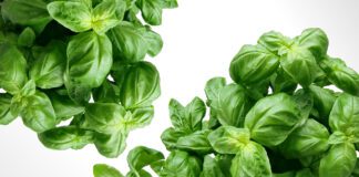  Базилік - джерело поживних речовин
