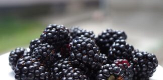 Кухар розповів, як зберігати ожину вдома місяцями