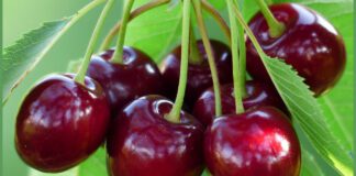 Як виростити черешню без червʼяків всередині 
