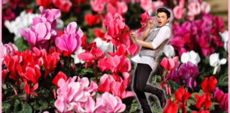 Кімнатні квіти-чоловікогони