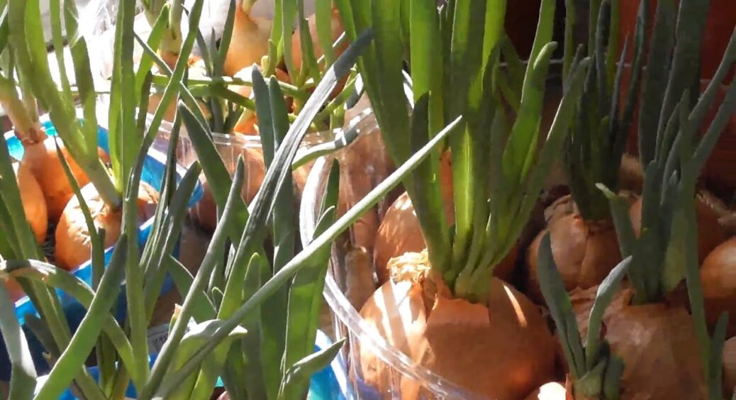 Виростила зелену цибулю та петрушку за декілька днів, а тепер радію: сусідка розпитувала та просила насіння 