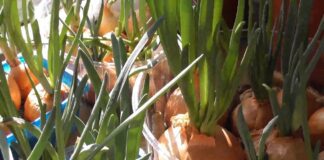 Городник розповів, чим категорично заборонено поливати цибулю