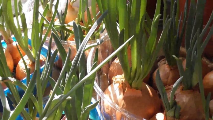 Городник розповів, чим категорично заборонено поливати цибулю Городник розповів, чим категорично заборонено поливати цибулю